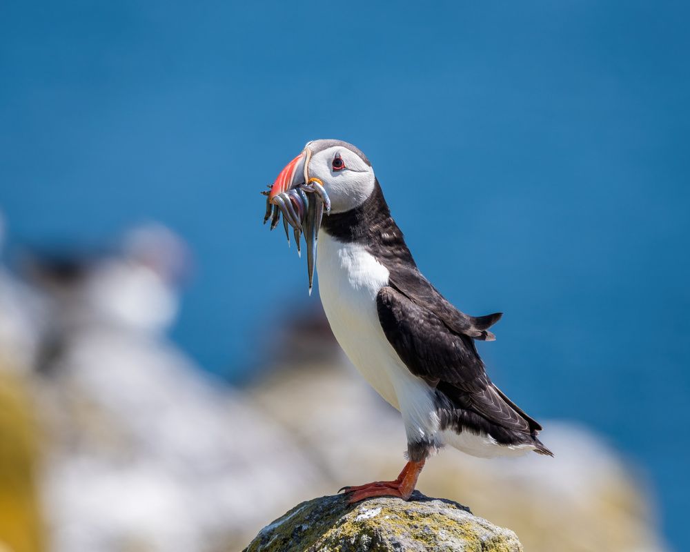 Photograph by NUR AZIMAH THERESA ABDULLAH