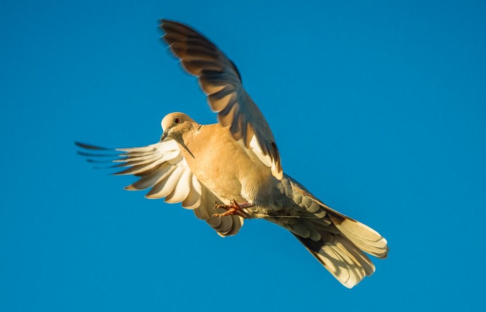 Photograph by António Vieira