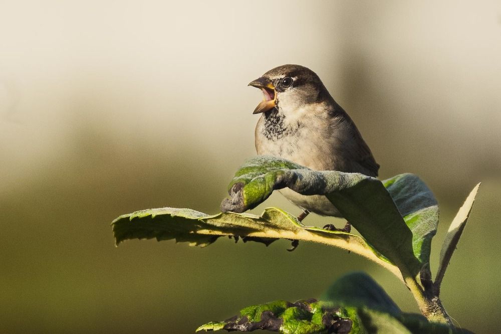 Photograph by António Vieira