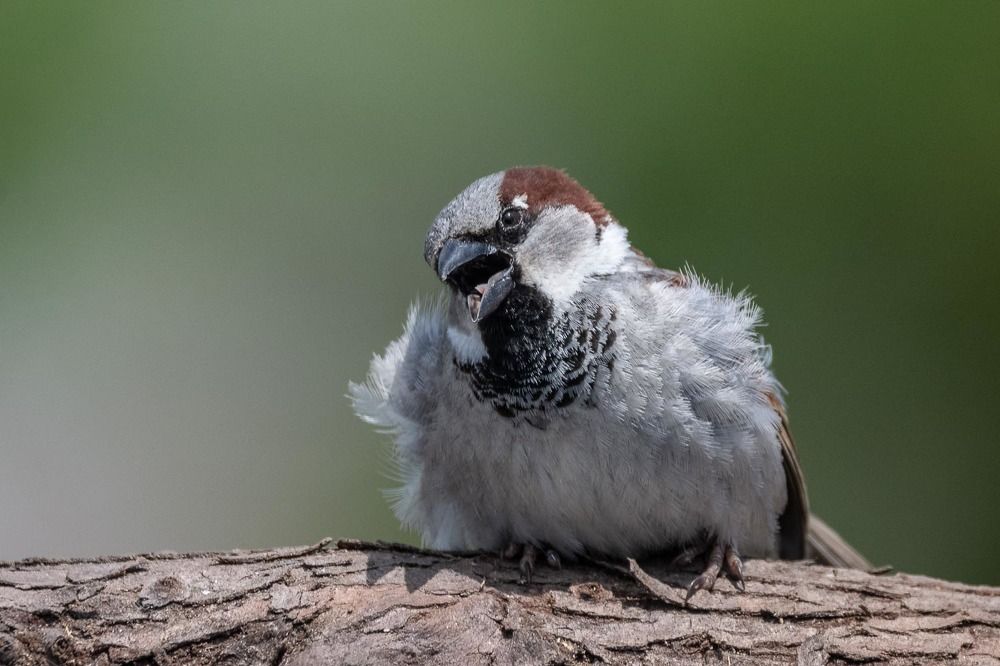 Photograph by António Vieira