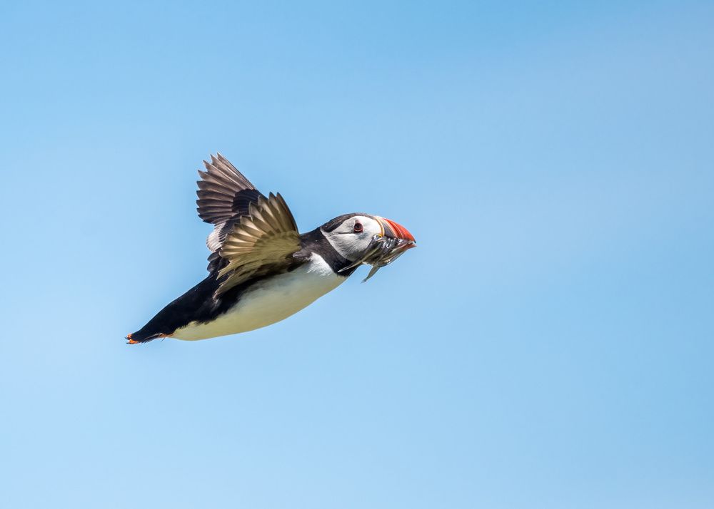Atlantic Puffin in flight to feed the young