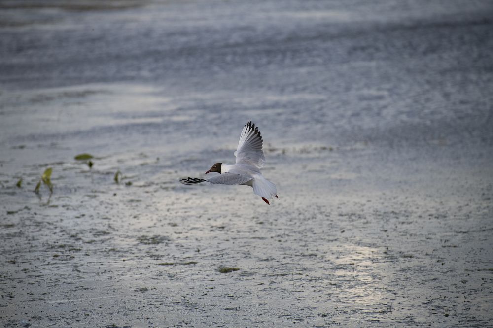 Photograph by Дмитрий Кочетков