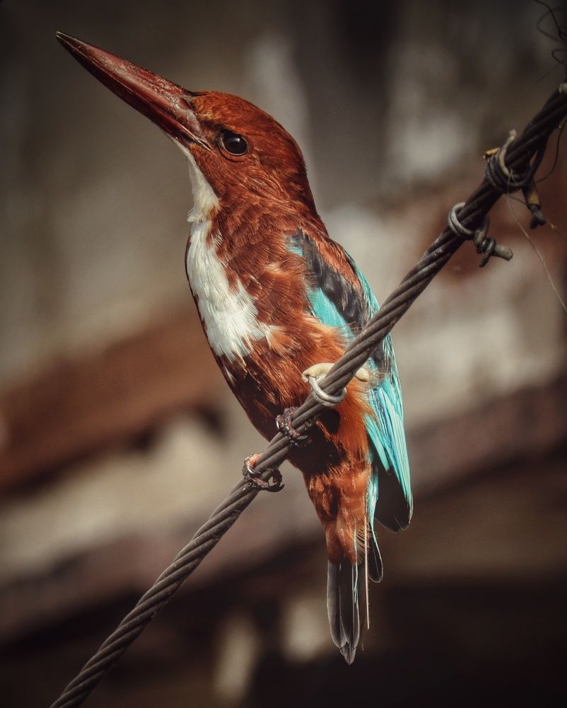 Photograph by Keshav Kothari