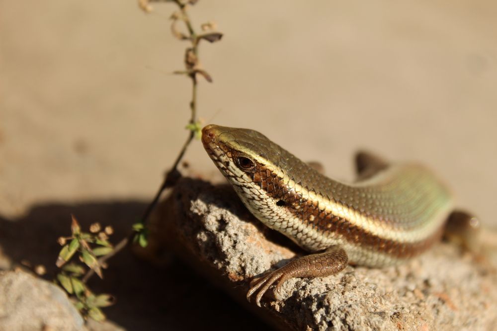 The lizard is always the happiest when it's in the sun.
