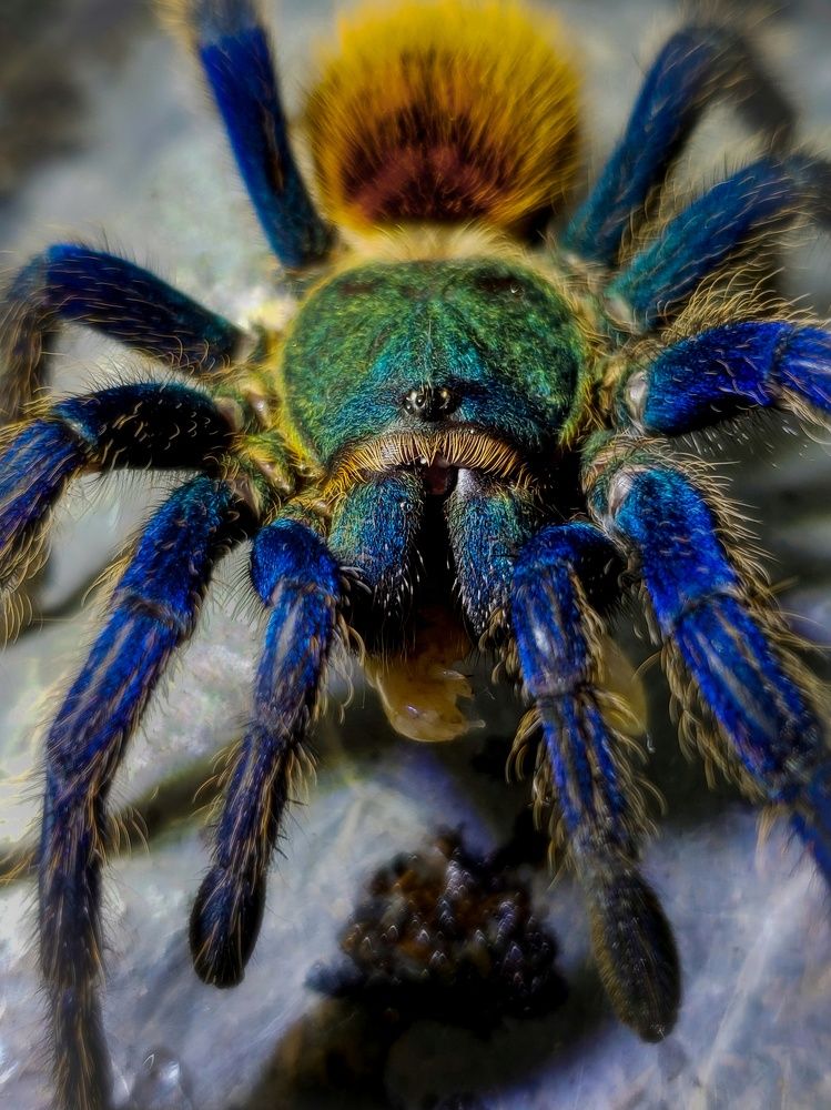 Tarantula Azul