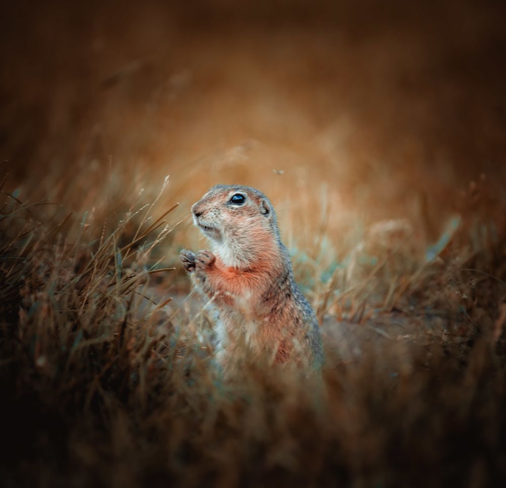 Фотография автора Григорий Червяков