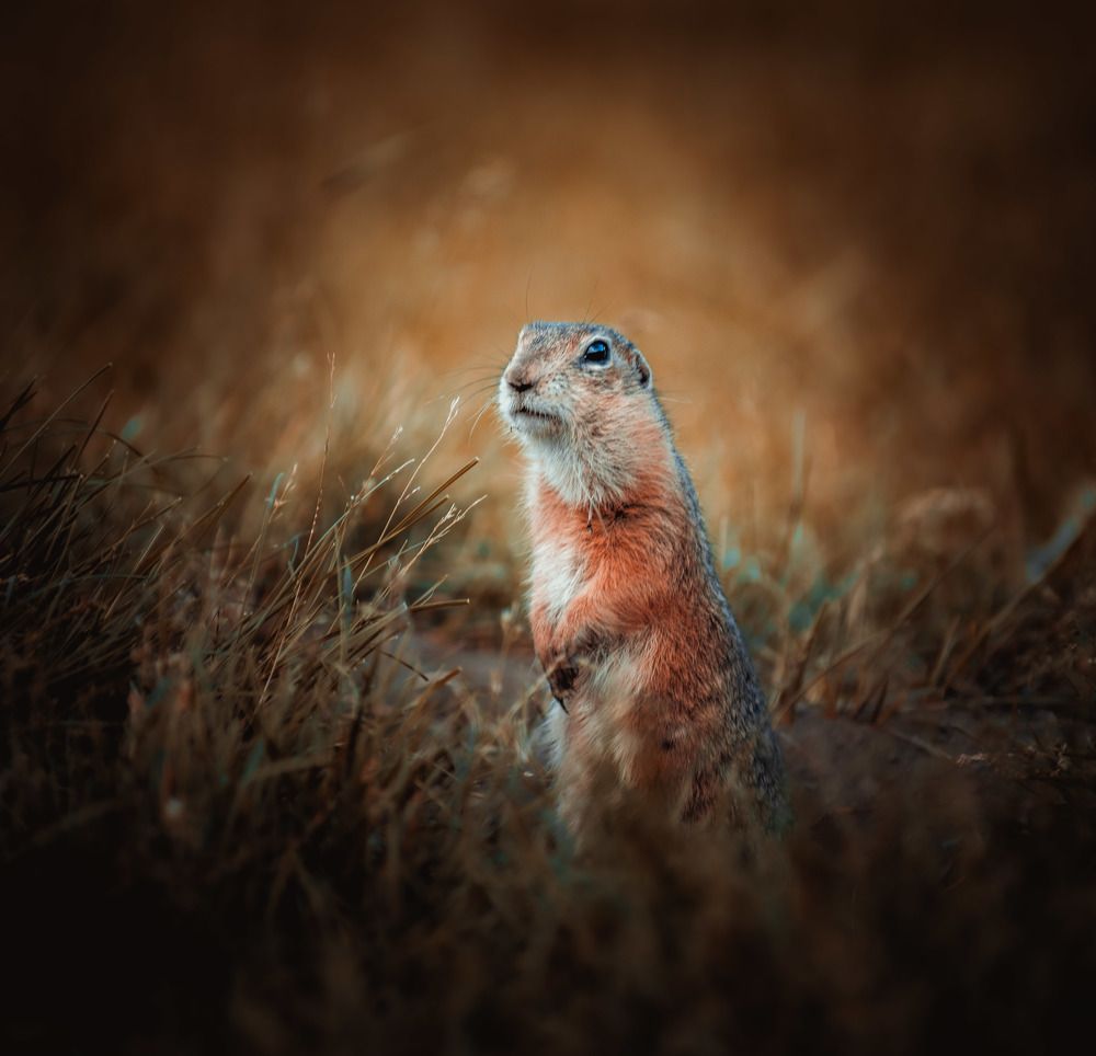 Фотография автора Григорий Червяков