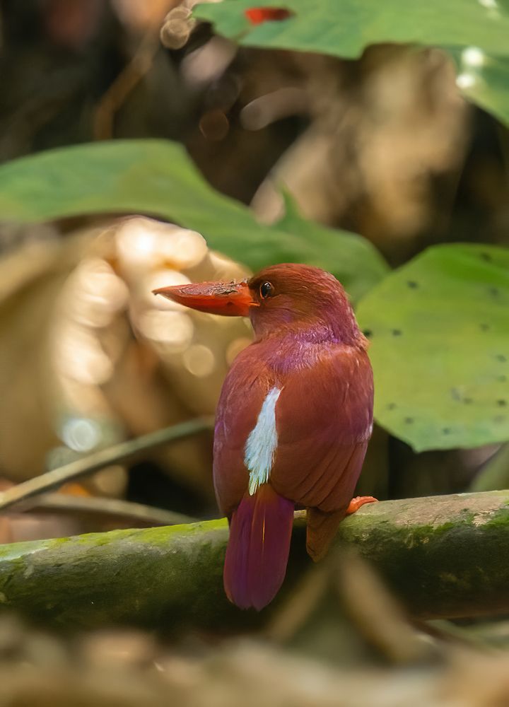 Photograph by Yoke Moy Liew