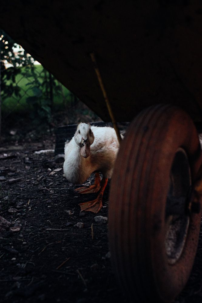 Photograph by Юлия Белозёрова