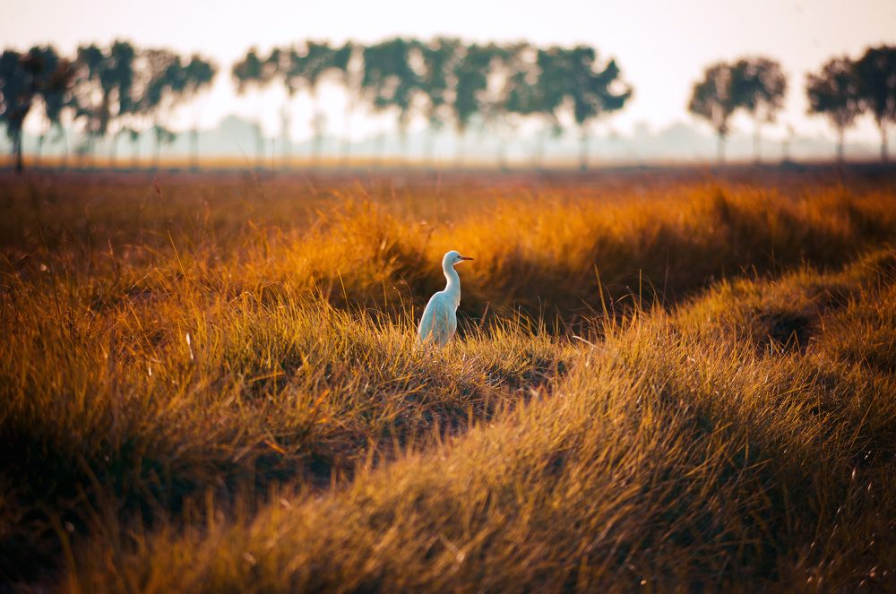 Birds of Sindh Pakistan