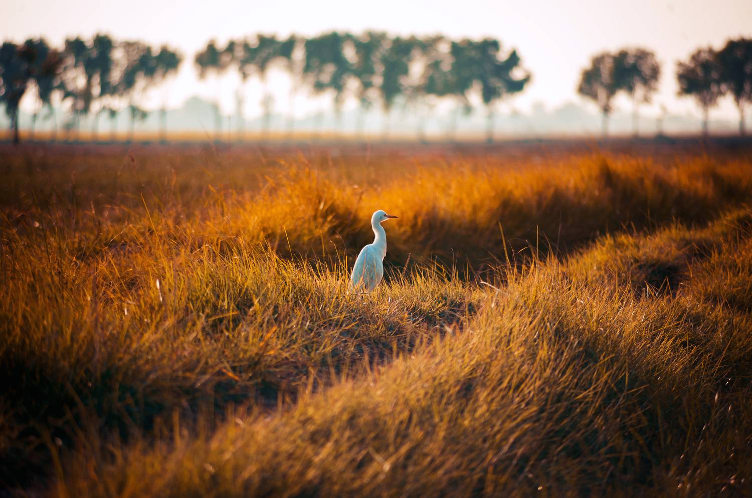 Birds of Sindh Pakistan
