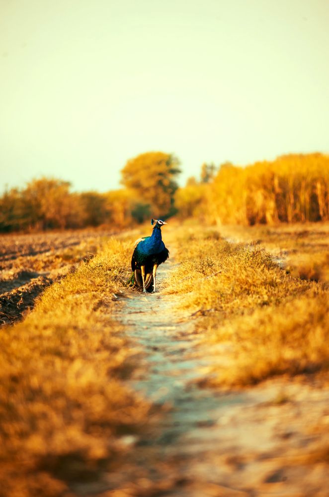 Birds of Sindh Pakistan