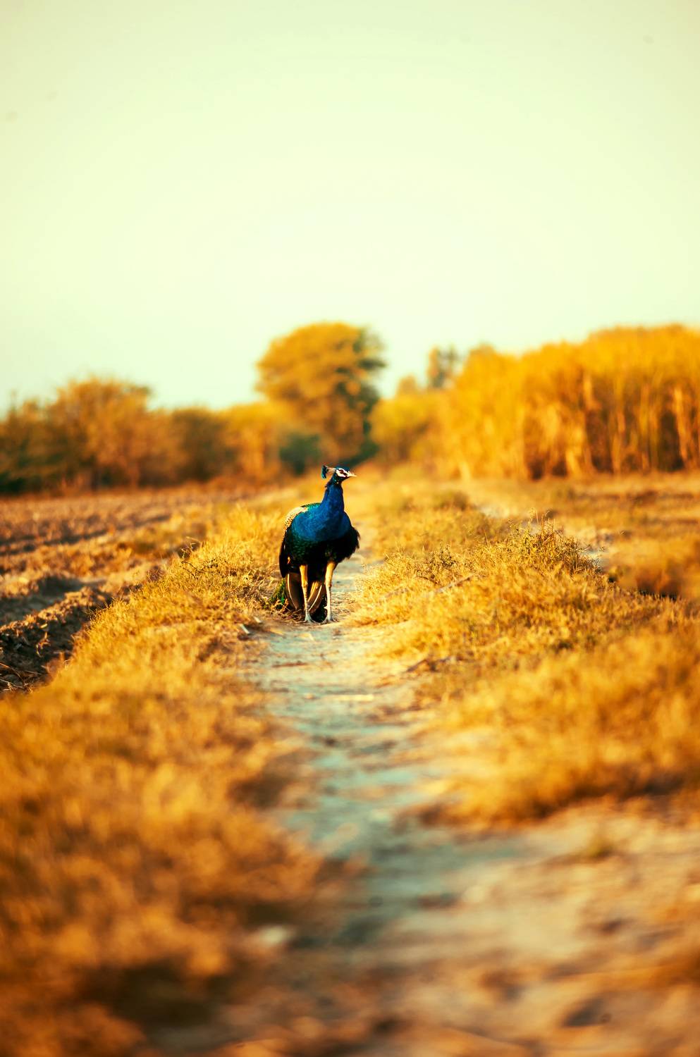 Birds of Sindh Pakistan