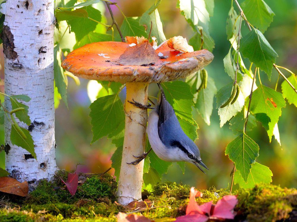 Photograph by vladilenoff