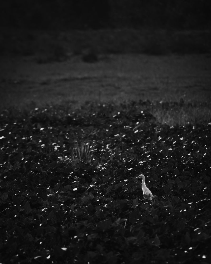 Photograph by Aryan Naik