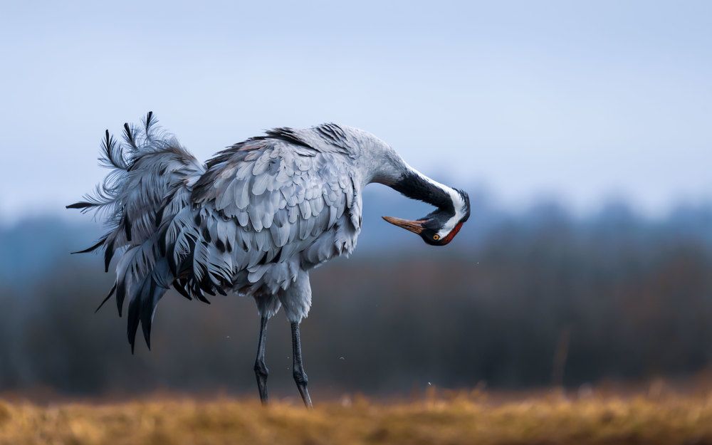 Photograph by Ismail Abdelkareem