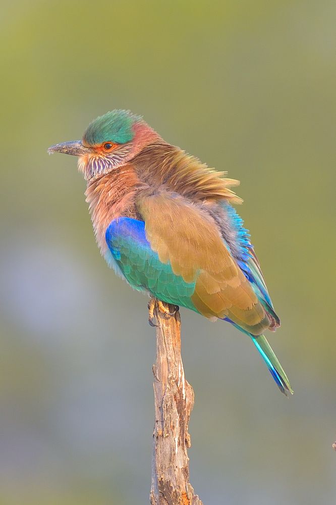 Winter colors - Indian Roller
