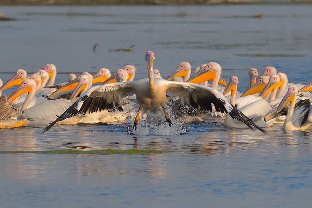 Photograph by Vijay Singh Chandel