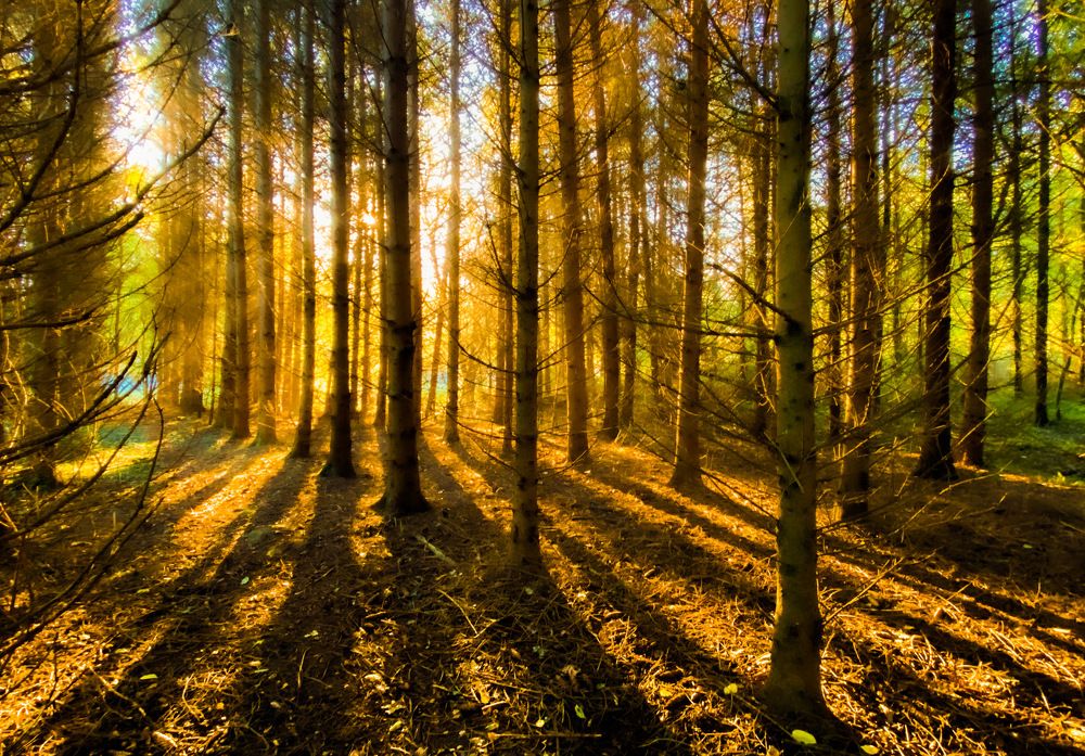 Photograph by LYUDMYLA POKRYSHEN