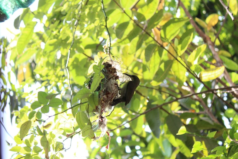 Purple-rumped sunbird making home for their family