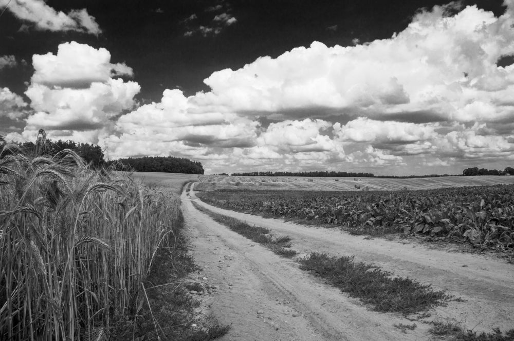 Июльский зной - 6 (ч-б)