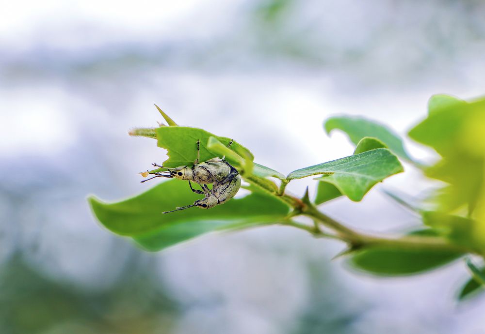 Photograph by Anil Mandal