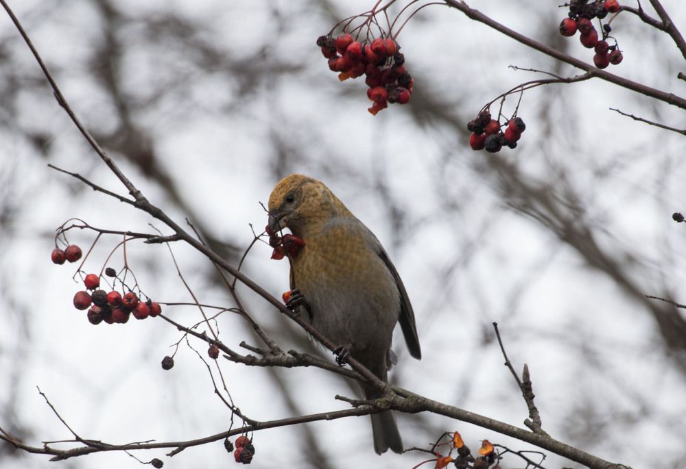 Photograph by Ольга Левакова
