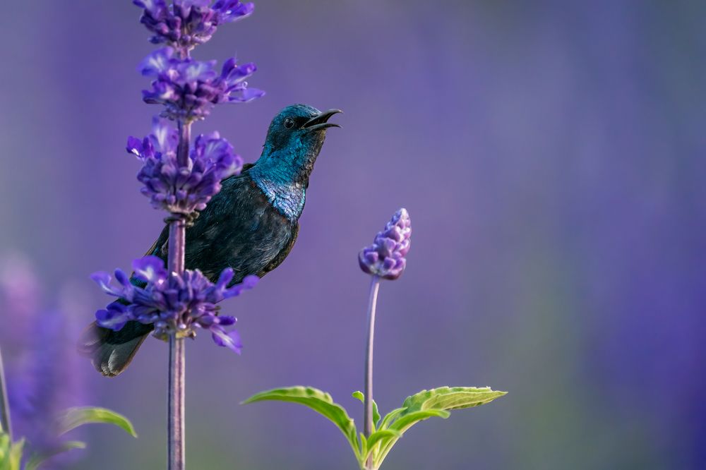 Photograph by DEEPA GIRISH