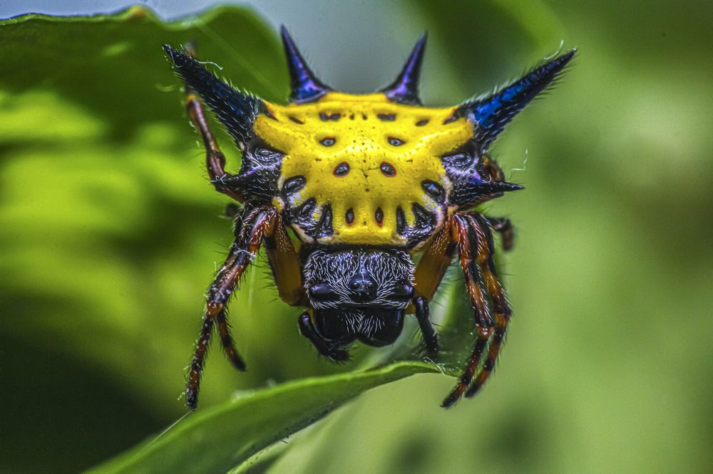 Фотография автора NeCoTi ChonTin