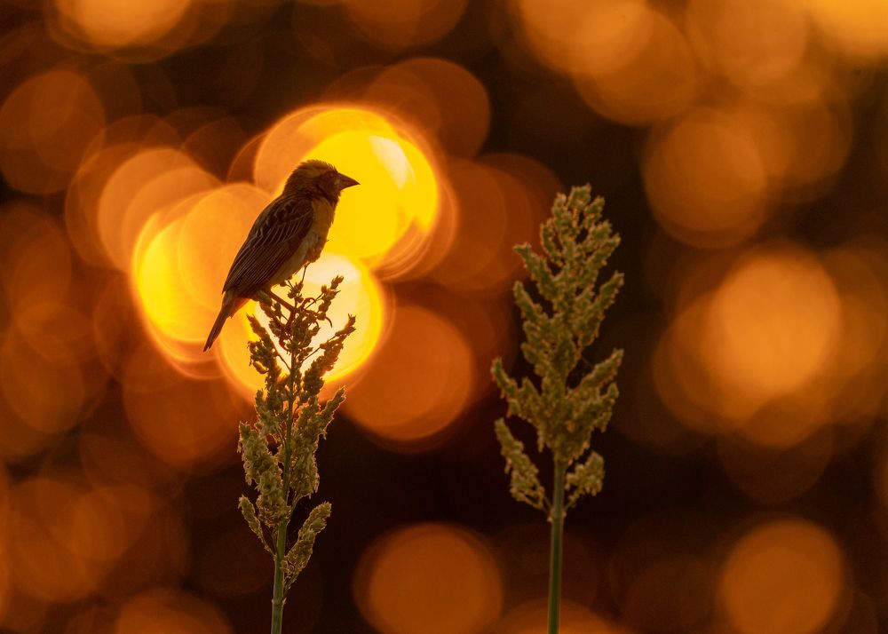 Between Golden Balls