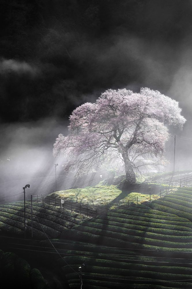 Photograph by Matsubara Hiroki