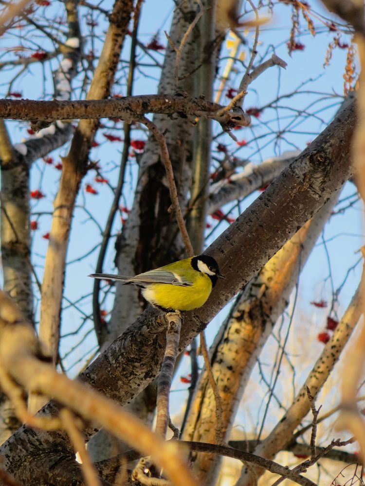 Большая синица.