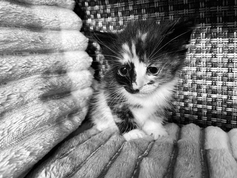 Красоточка