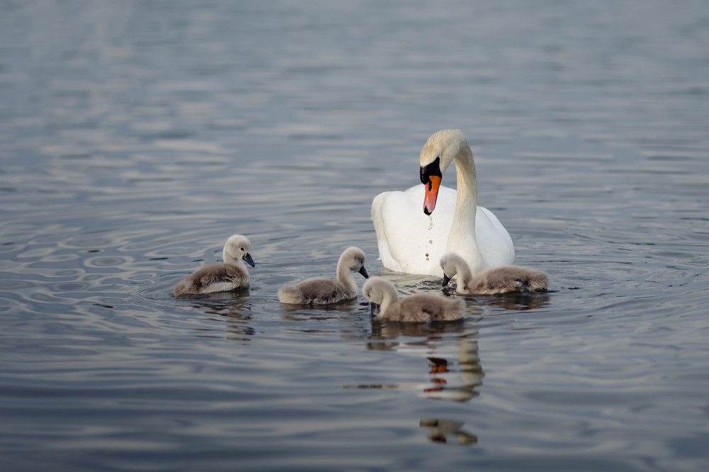 Photograph by Solomiya Podkrólewicz