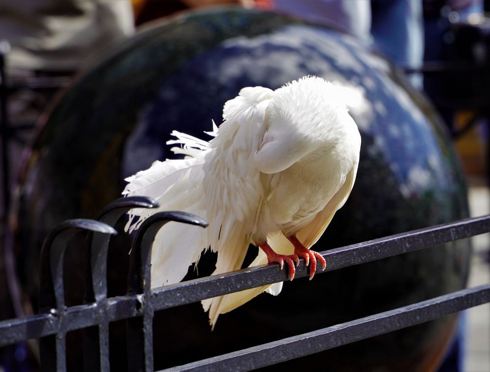 Photograph by Марина Безенкина