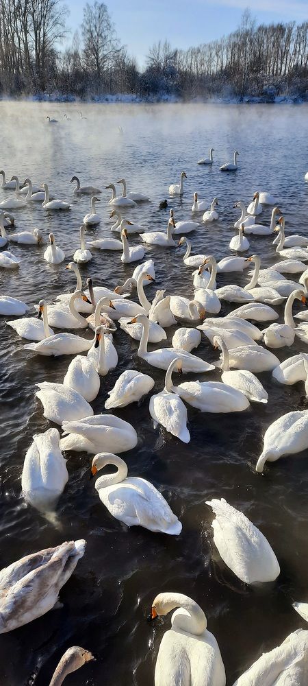 Photograph by Майя Витвицкая