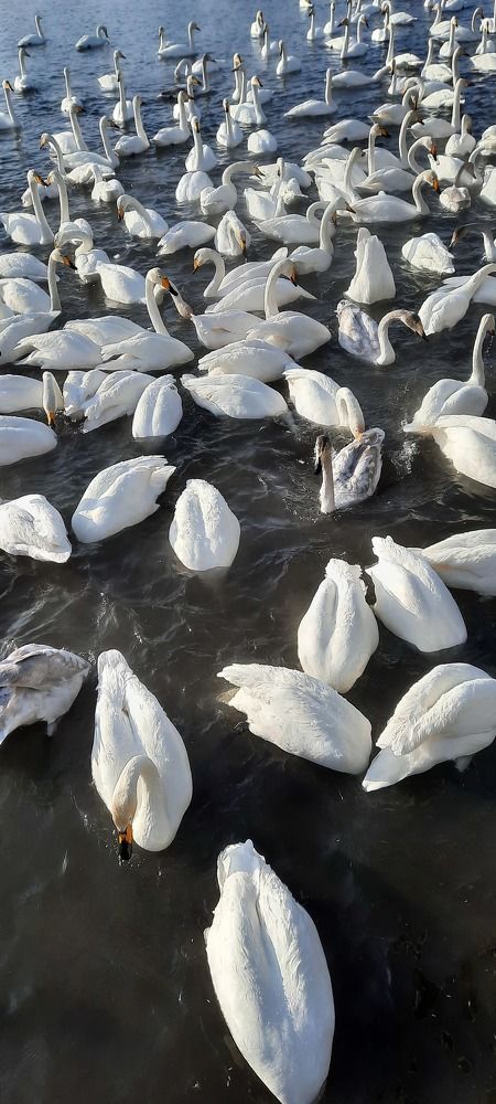 Photograph by Майя Витвицкая