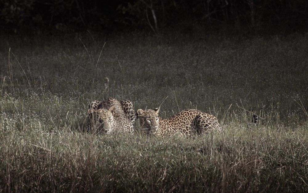 Photograph by Osanda Indumina Somaratna