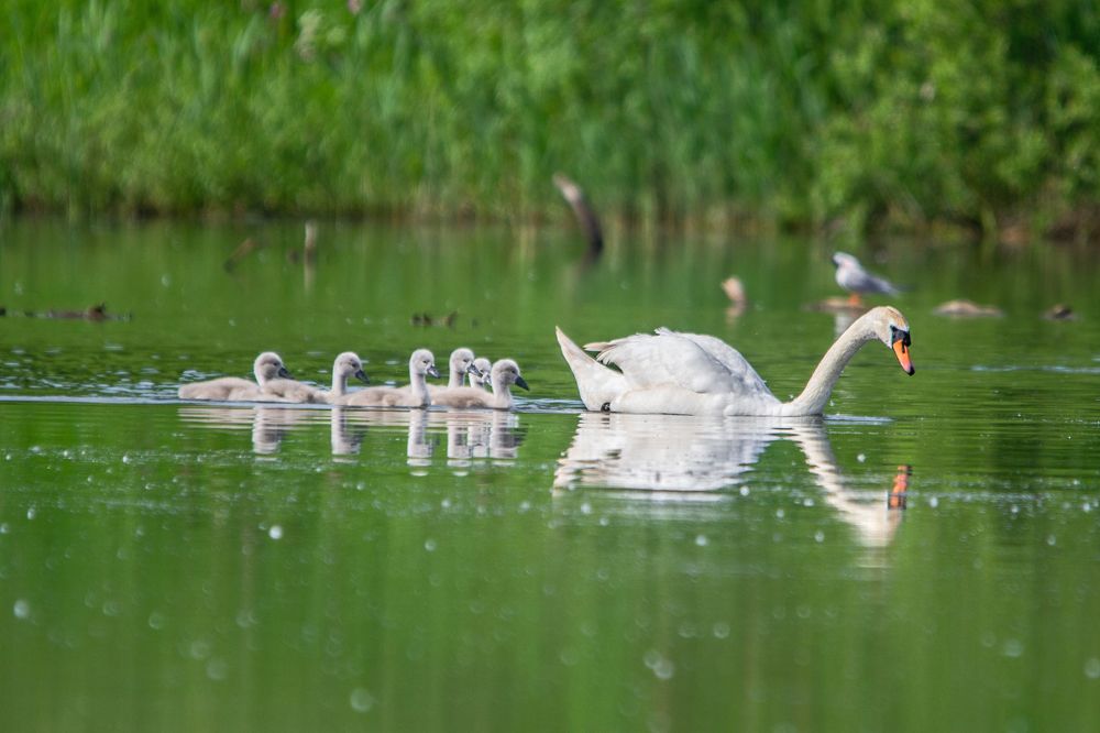 Photograph by Евгения Черво