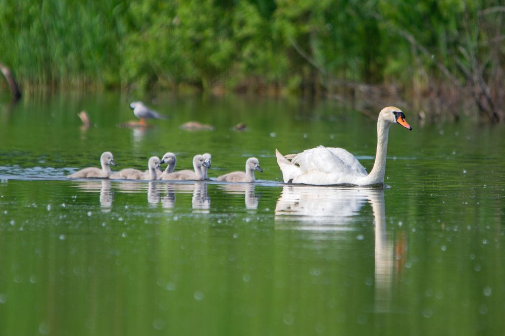 Photograph by Евгения Черво
