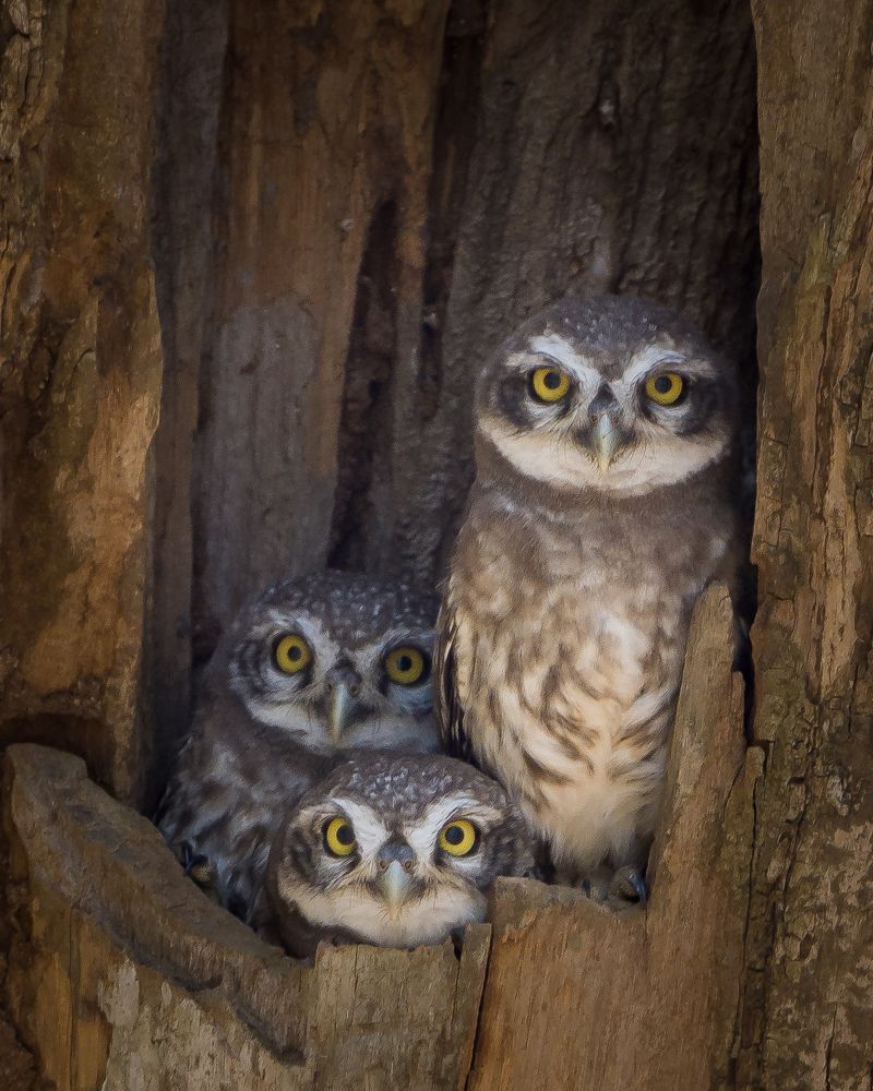 Photograph by Aravind Shetty