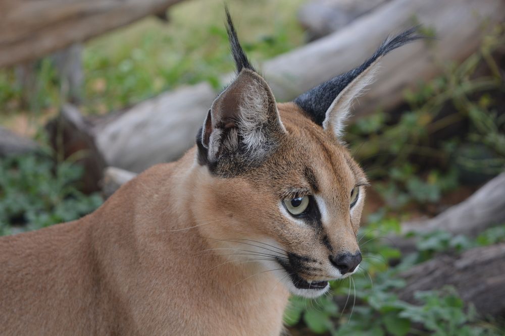 Photograph by P.J. Botha