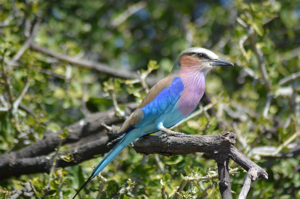 Photograph by P.J. Botha