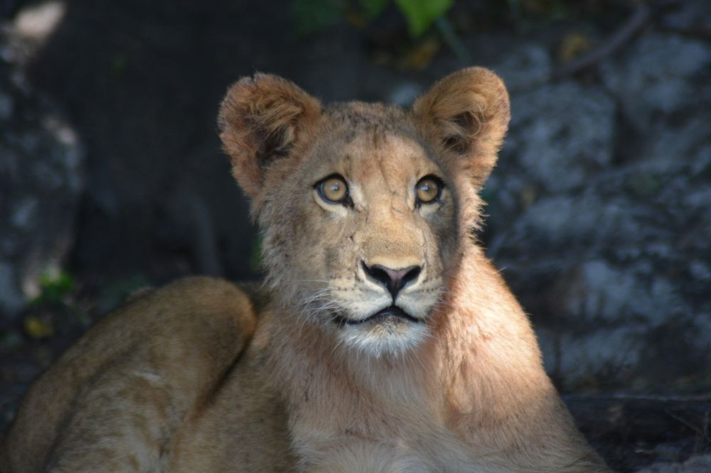 Photograph by P.J. Botha