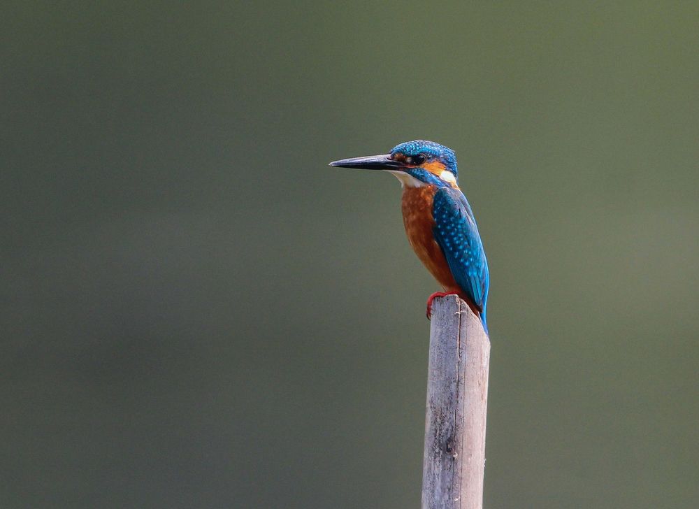 Photograph by Vikram Bahal