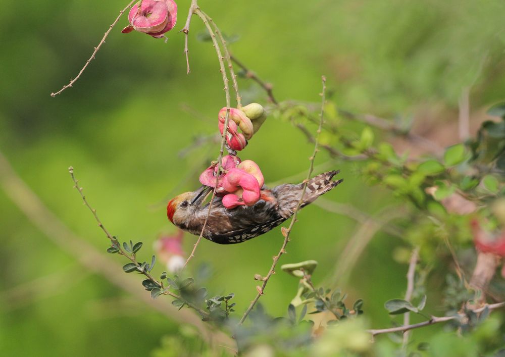 Photograph by Vikram Bahal