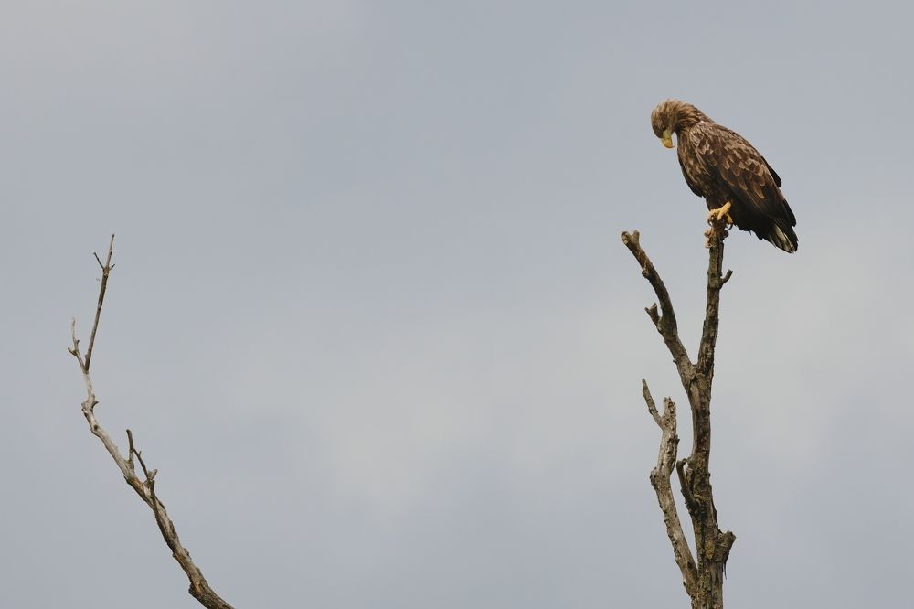 Photograph by Adrian Grigore