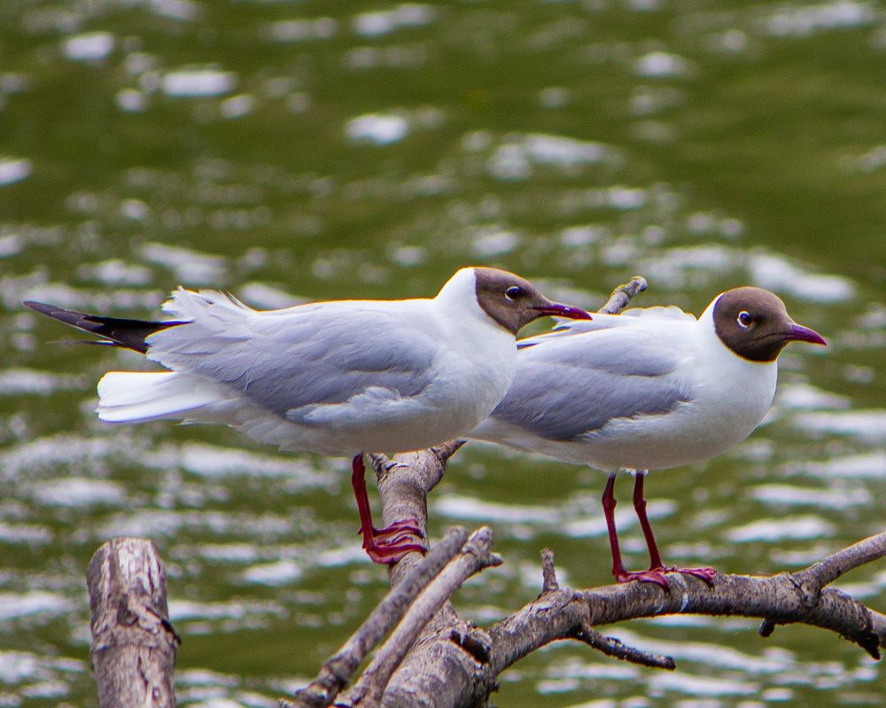 Photograph by Сергей Маркелов