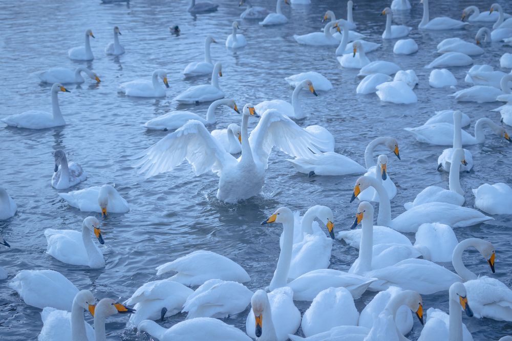 Photograph by Olga Baklunova