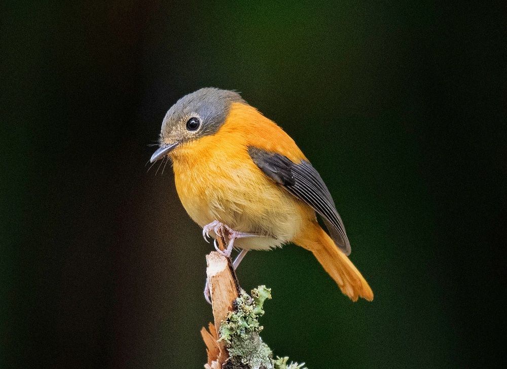 Photograph by Anantha ramu Mudagandur